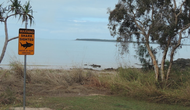 Shark Crashes Turtle Beach Hangout, Lifeguards Clear North Shore Waters