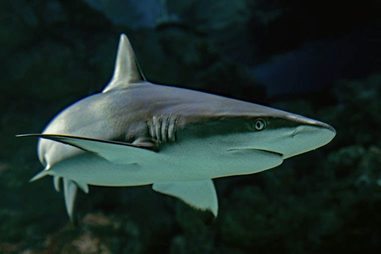 Sharks Muscle In On Hawaii’s Catch, Leave Local Fishermen Bleeding Money
