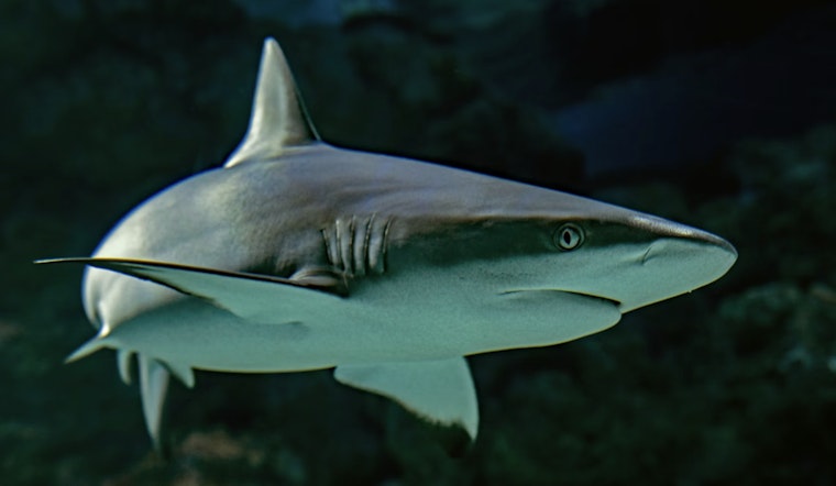 Sharks Muscle In On Hawaii’s Catch, Leave Local Fishermen Bleeding Money