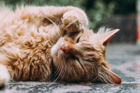 Sick Stockton Cats Head South As San Diego Shelter Stretches To Its Limit