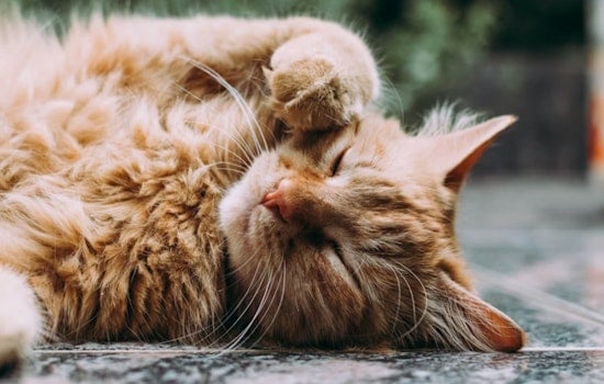 Sick Stockton Cats Head South As San Diego Shelter Stretches To Its Limit