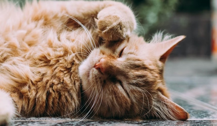 Sick Stockton Cats Head South As San Diego Shelter Stretches To Its Limit