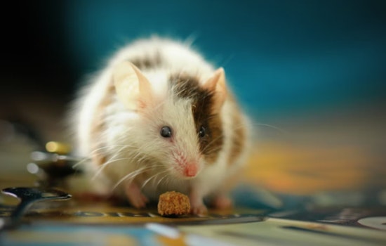 Six Live Mice Shut Down Sacramento Market In Health Crackdown
