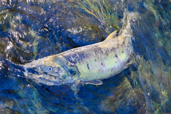 Skagit Sticker Shock, Seattle On Hook For Nearly $1 Billion Salmon Detour