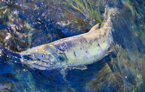 Skagit Sticker Shock, Seattle On Hook For Nearly $1 Billion Salmon Detour
