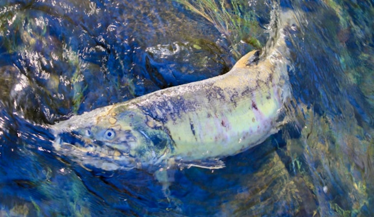 Skagit Sticker Shock, Seattle On Hook For Nearly $1 Billion Salmon Detour