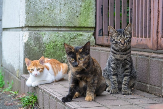 South L.A. Cats Shot, PETA Offers $5,000 Reward