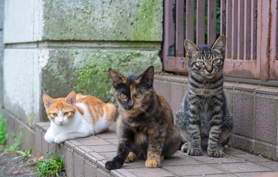South L.A. Cats Shot, PETA Offers $5,000 Reward