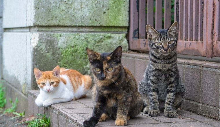 South L.A. Cats Shot, PETA Offers $5,000 Reward