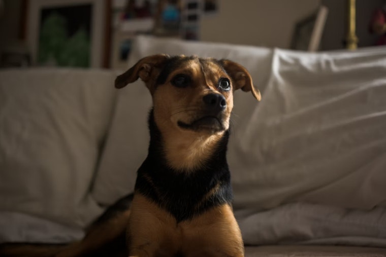Southeast D.C. 'House Of Horrors' Apartment Hides 10 Starving Dogs, 2 Dead