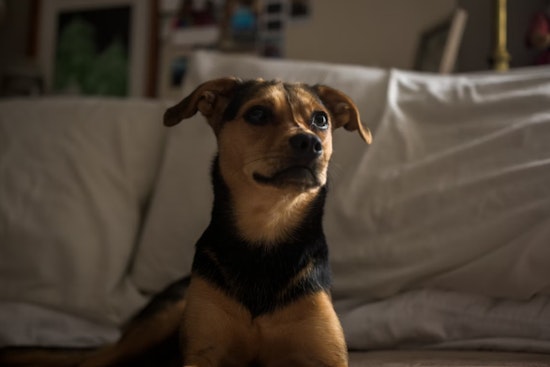 Southeast D.C. 'House Of Horrors' Apartment Hides 10 Starving Dogs, 2 Dead