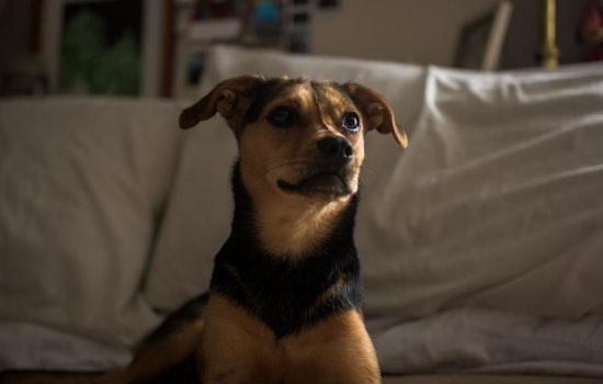 Southeast D.C. 'House Of Horrors' Apartment Hides 10 Starving Dogs, 2 Dead