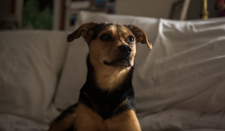 Southeast D.C. 'House Of Horrors' Apartment Hides 10 Starving Dogs, 2 Dead