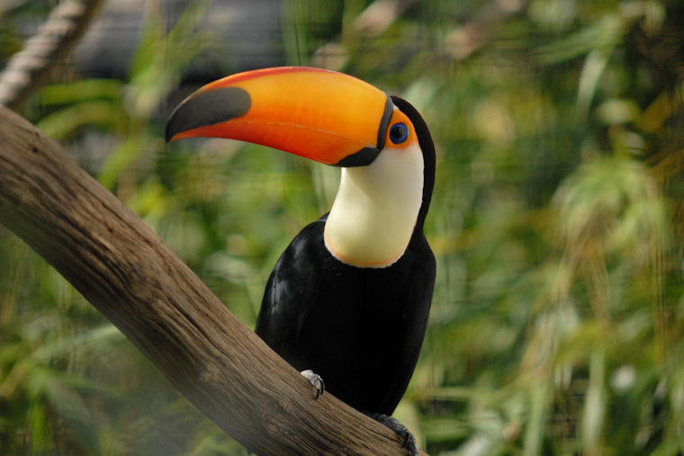 Spa-Day Stunner: Runaway Toucan Turns Orlando Block Into Bird-Watching Hot Spot