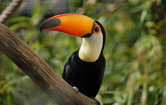 Spa-Day Stunner: Runaway Toucan Turns Orlando Block Into Bird-Watching Hot Spot
