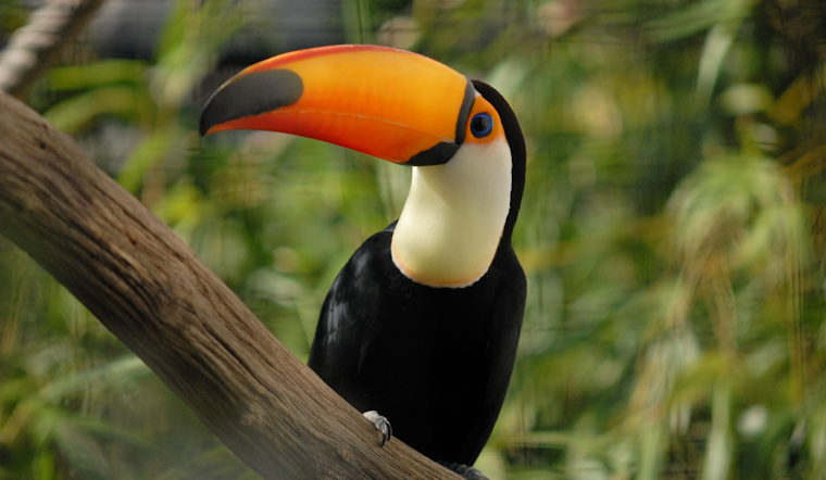 Spa-Day Stunner: Runaway Toucan Turns Orlando Block Into Bird-Watching Hot Spot