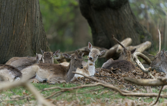 Squirrel Hill On Edge As Starving Deer Roams With Pumpkin Bucket Stuck On Head