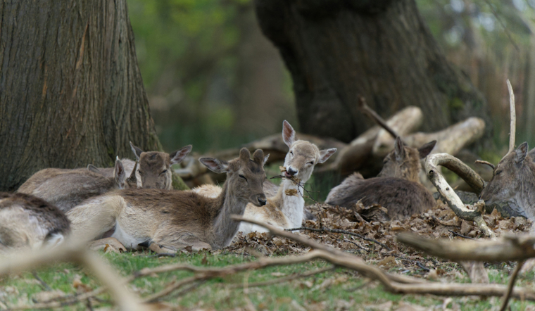 Squirrel Hill On Edge As Starving Deer Roams With Pumpkin Bucket Stuck On Head