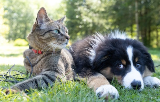 St. Charles Parish Rolls Out High-Tech Lifeline For Lost Pets
