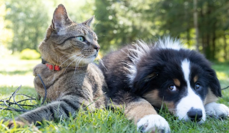 St. Charles Parish Rolls Out High-Tech Lifeline For Lost Pets