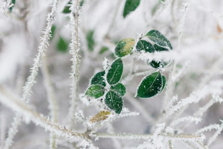 St. Louis Wakes To Backyard Icebox Before Spring Heat Cranks Up