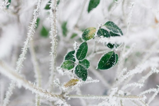 St. Louis Wakes To Backyard Icebox Before Spring Heat Cranks Up