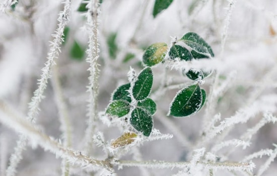 St. Louis Wakes To Backyard Icebox Before Spring Heat Cranks Up