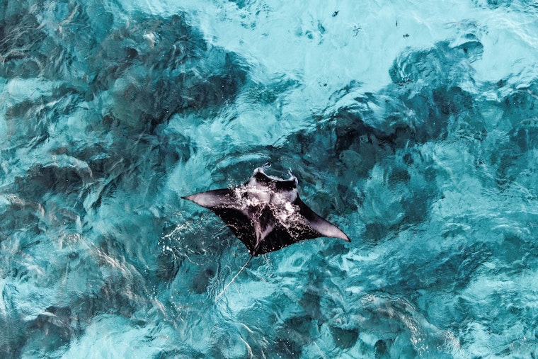 St. Petersburg Lawmaker Pushes Manta Ban After Panama City Capture
