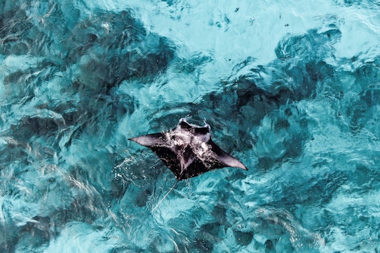 St. Petersburg Lawmaker Pushes Manta Ban After Panama City Capture