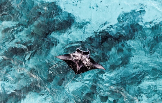 St. Petersburg Lawmaker Pushes Manta Ban After Panama City Capture