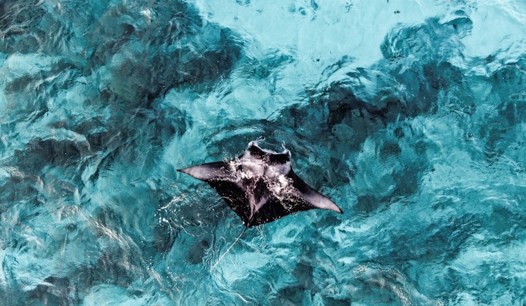 St. Petersburg Lawmaker Pushes Manta Ban After Panama City Capture