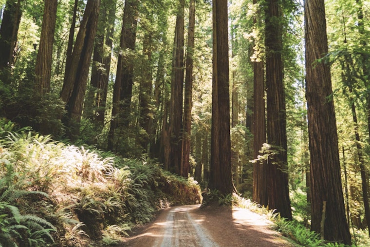 State Dangles $120 Million To Tame California’s Tinderbox Forests