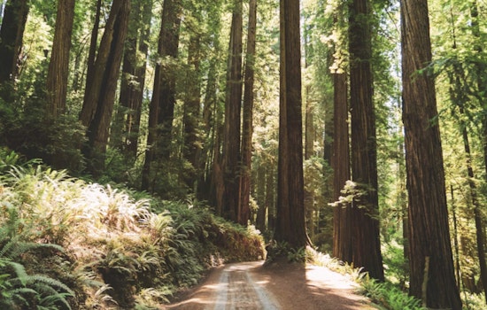 State Dangles $120 Million To Tame California’s Tinderbox Forests