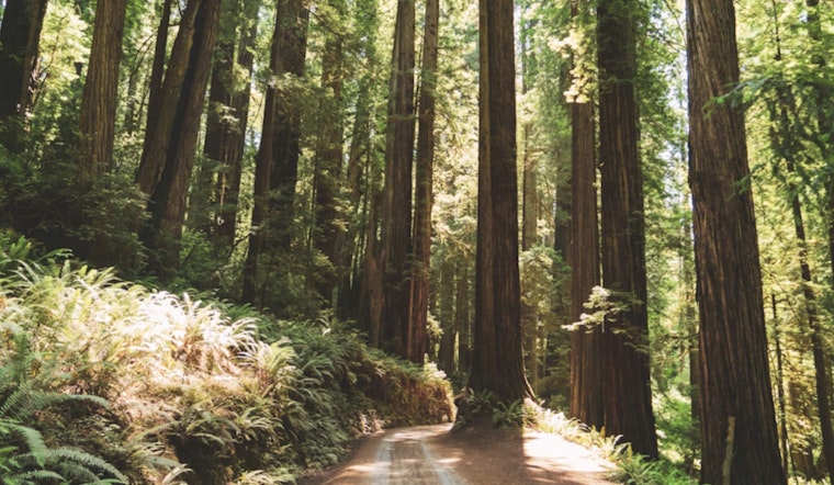State Dangles $120 Million To Tame California’s Tinderbox Forests