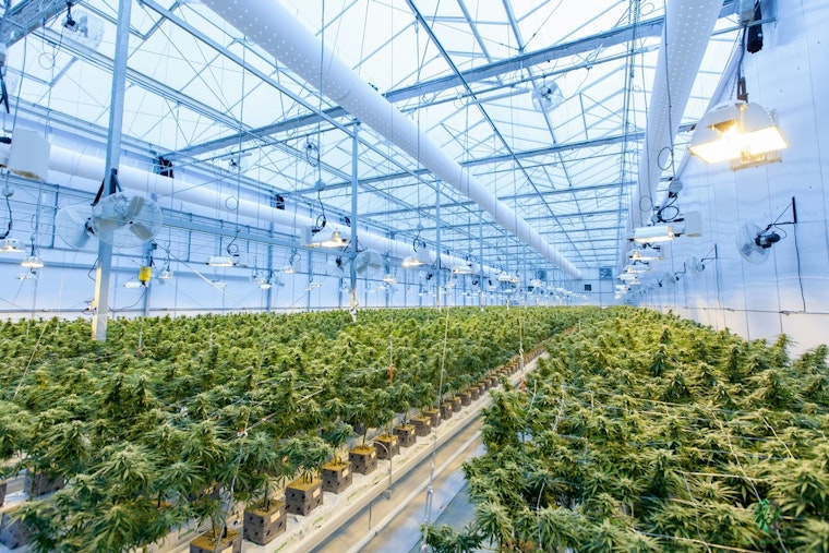 State Drops Hammer On St. Louis Weed Rule-Breakers
