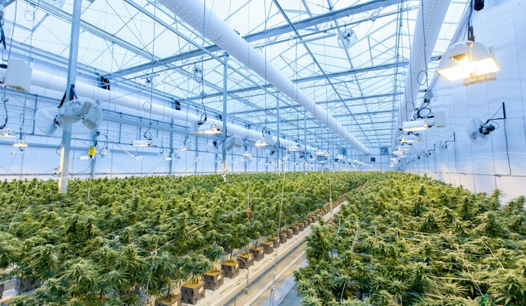 State Drops Hammer On St. Louis Weed Rule-Breakers