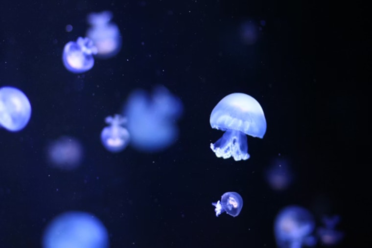 Stinging Invasion, Portuguese Man-of-War Swarm Galveston Beaches