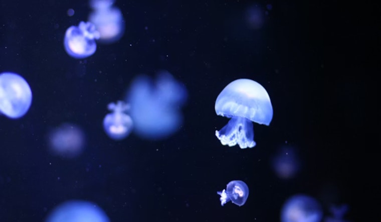 Stinging Invasion, Portuguese Man-of-War Swarm Galveston Beaches