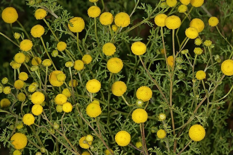 Stinknet Invasion: Valley Homeowners Told To Yank Reeking Weed Before It Seeds