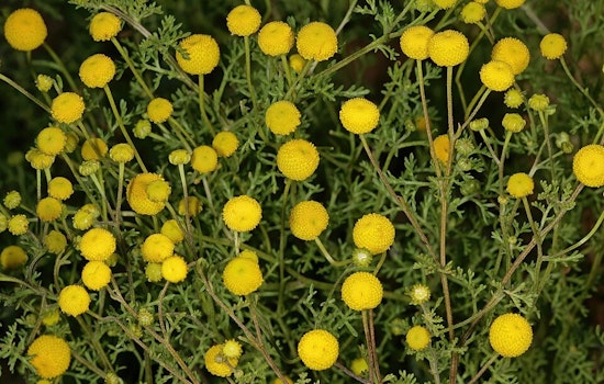 Stinknet Invasion: Valley Homeowners Told To Yank Reeking Weed Before It Seeds