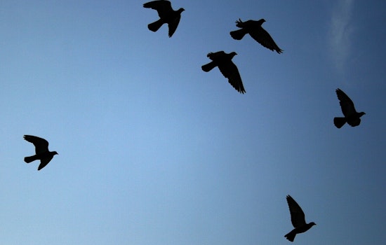 Stoop Pigeon Swipes Starbucks Nest for Philly Women’s Sports Shrine