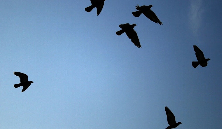 Stoop Pigeon Swipes Starbucks Nest for Philly Women’s Sports Shrine