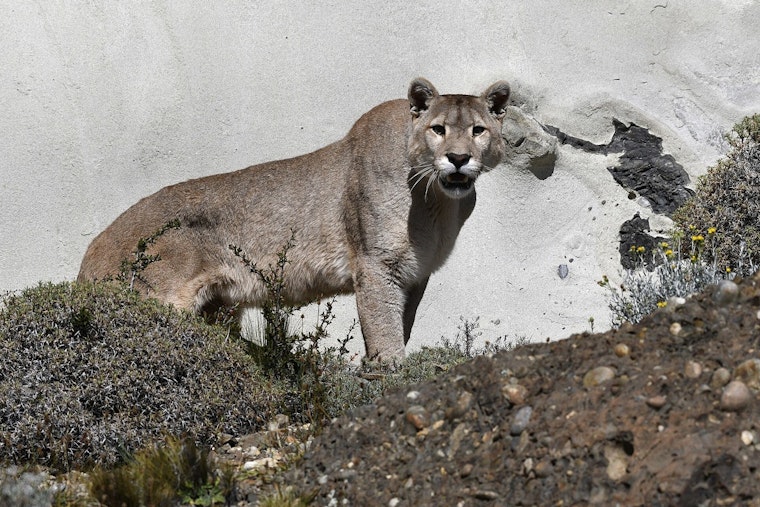 Suburban Standoff As Cougar And Coyotes Roam Southern Nevada Neighborhoods