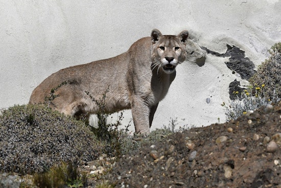 Suburban Standoff As Cougar And Coyotes Roam Southern Nevada Neighborhoods