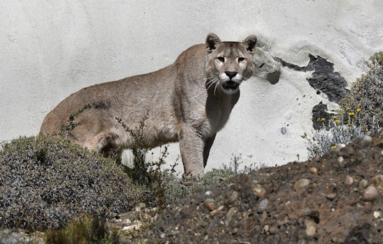 Suburban Standoff As Cougar And Coyotes Roam Southern Nevada Neighborhoods