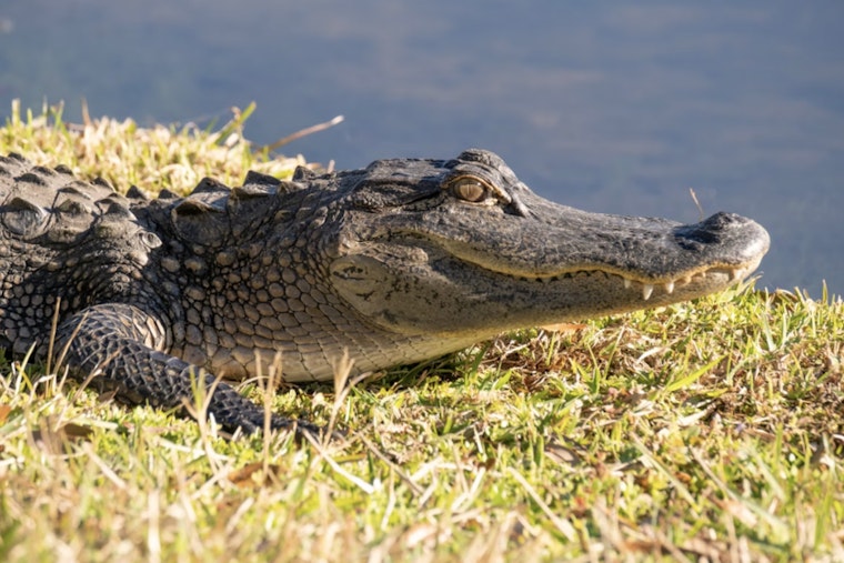 Sunbathing Gators Crash Spring In Houston’s Backyard Bayous