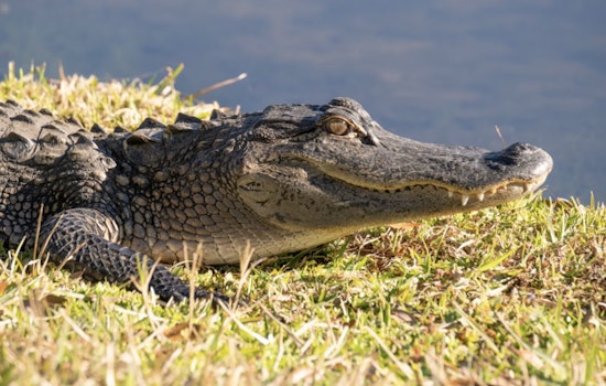 Sunbathing Gators Crash Spring In Houston’s Backyard Bayous