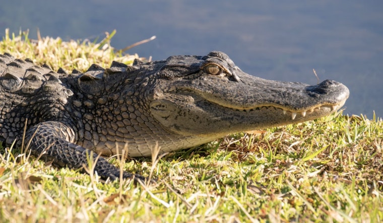 Sunbathing Gators Crash Spring In Houston’s Backyard Bayous