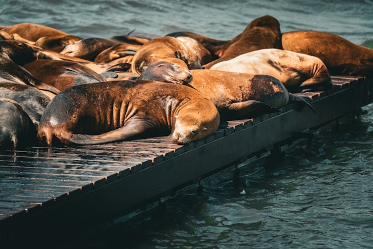 Supersized Steller Sea Lion Crashes the Scene at San Francisco's Pier 39