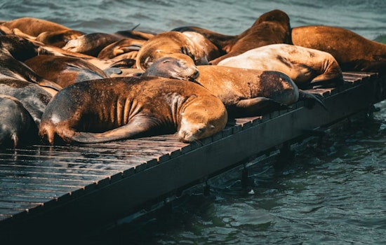 Supersized Steller Sea Lion Crashes the Scene at San Francisco's Pier 39